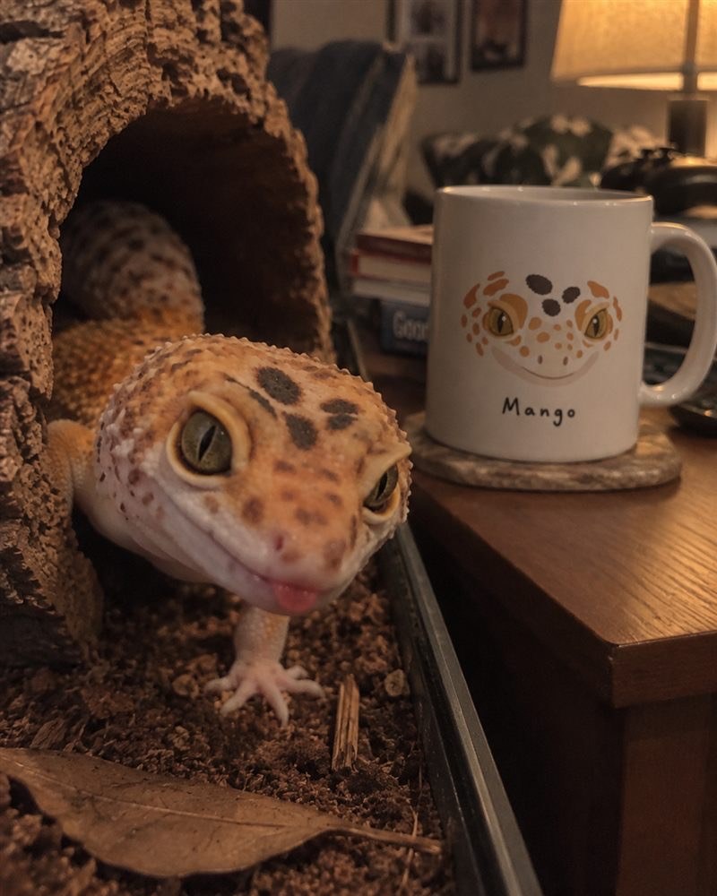 Color-block realistic pet portrait mug shown beside the original leopard gecko