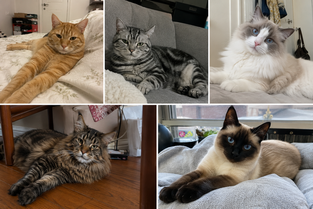 Original reference photo for the cat portrait